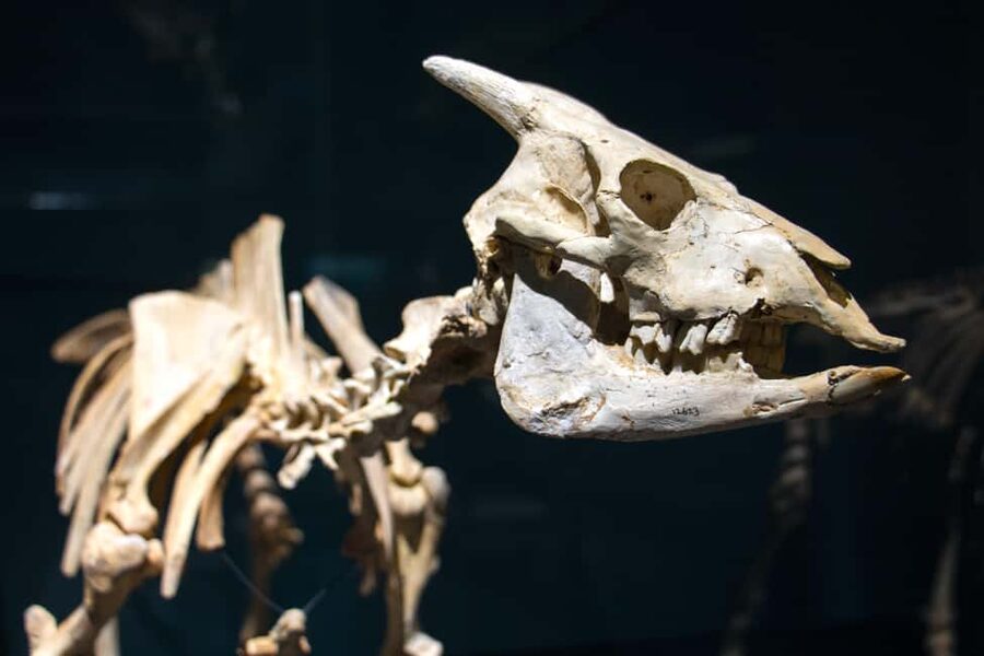 MUCBO | Sóller Botanical Garden - Balearic Museum of Natural Sciences - Why the conservation work matters