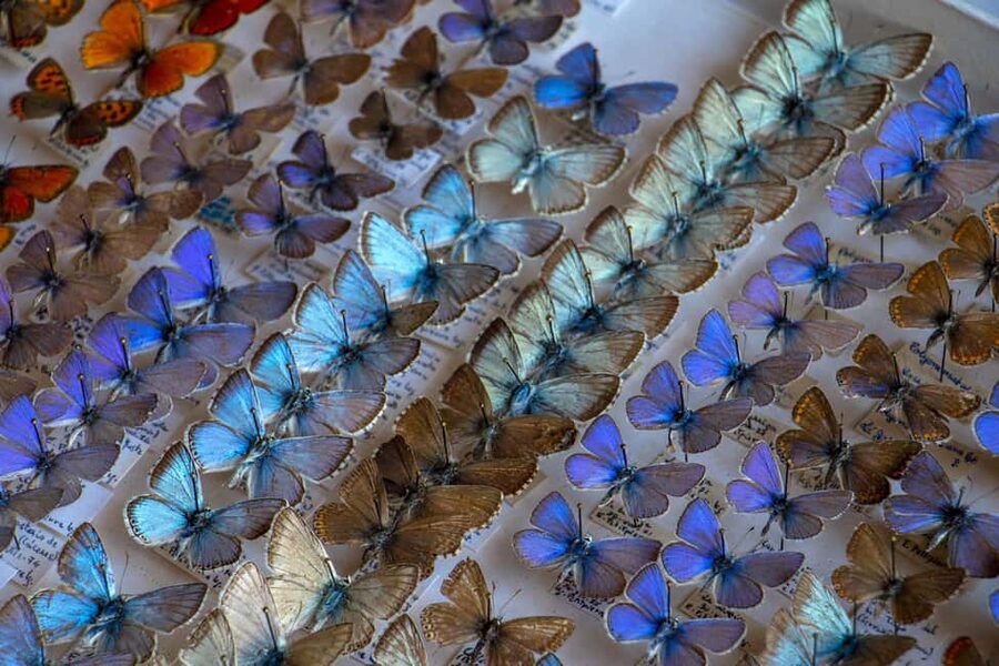 MUCBO | Sóller Botanical Garden - Balearic Museum of Natural Sciences - Who will enjoy MUCBO most?