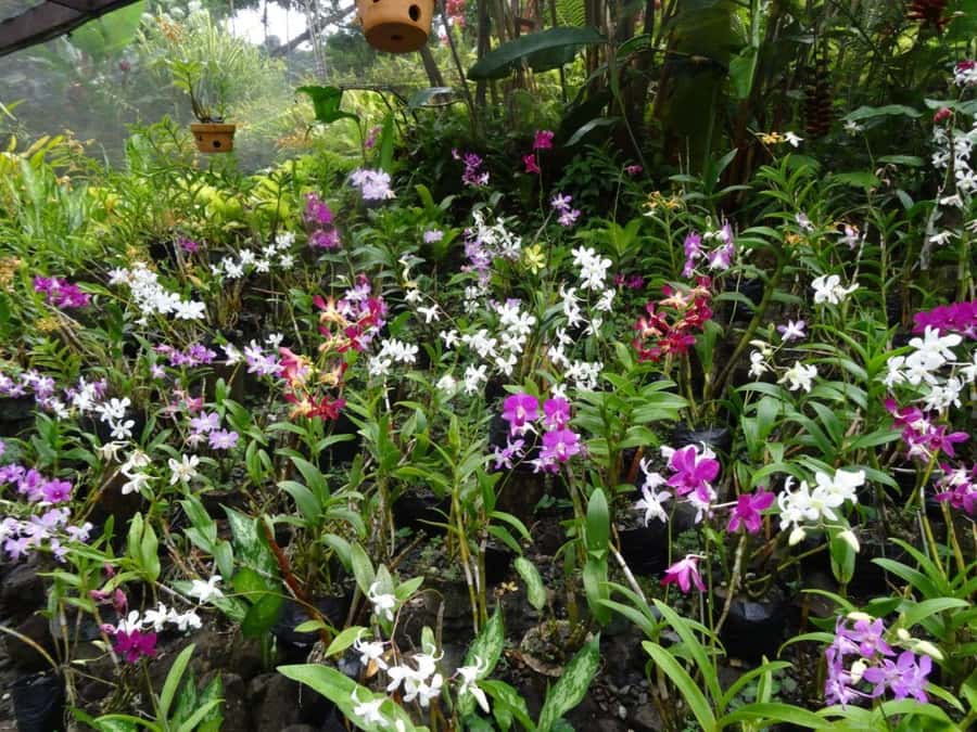 Nadi: Garden Village Hot Spring & Temple Highlights Tour - Local produce at the market