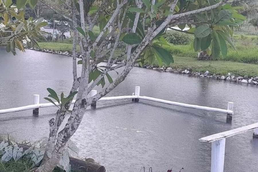 Nadi: Garden Village Hot Spring & Temple Highlights Tour - Orchids and hill views at the Garden of the Sleeping Giant