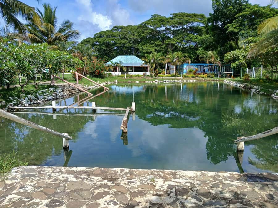 NADI-SABETO: Exquisite Orchid Garden with Hotspring Mudpool - Who will enjoy this half-day outing