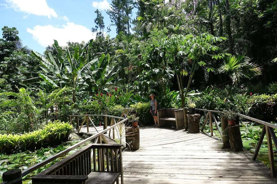NADI-SABETO: Exquisite Orchid Garden with Hotspring Mudpool - The Garden of the Sleeping Giant begins in the shade