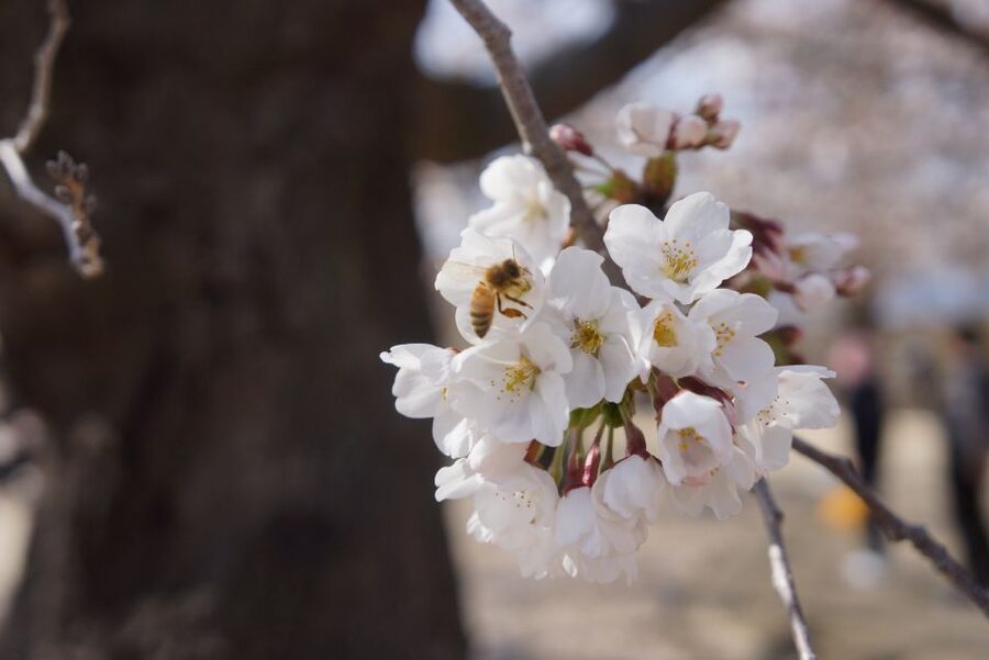 Nagano: 1-Day Snow Monkey & Cherry Blossom Tour in Spring - Key points at a glance