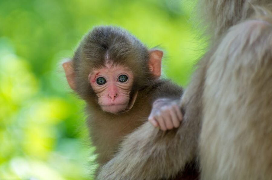 Nagano: 1-Day Snow Monkey & Cherry Blossom Tour in Spring - Starting at Nagano Station