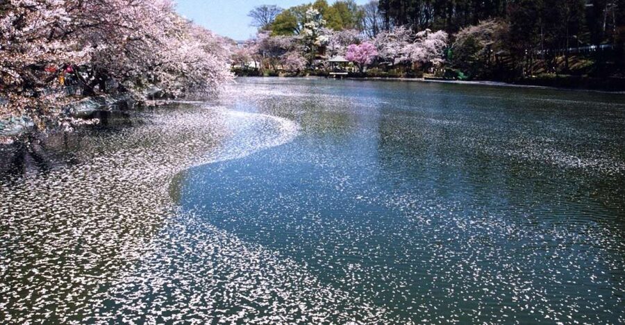 Nagano: 1-Day Snow Monkey & Cherry Blossom Tour in Spring - A Japanese lunch in the middle of the day