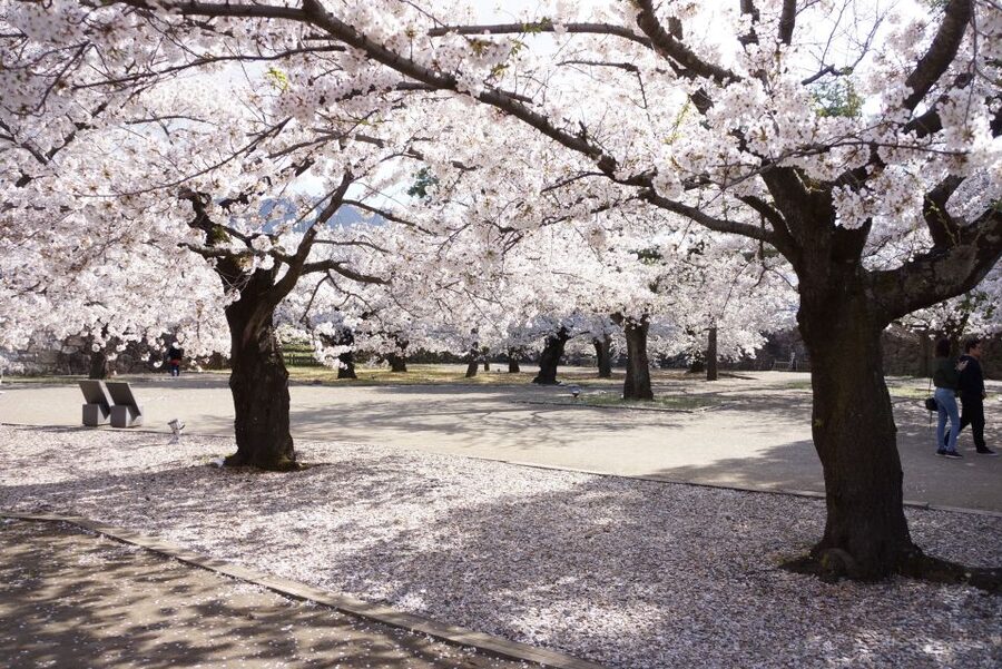 Nagano: 1-Day Snow Monkey & Cherry Blossom Tour in Spring - Who should book this tour?