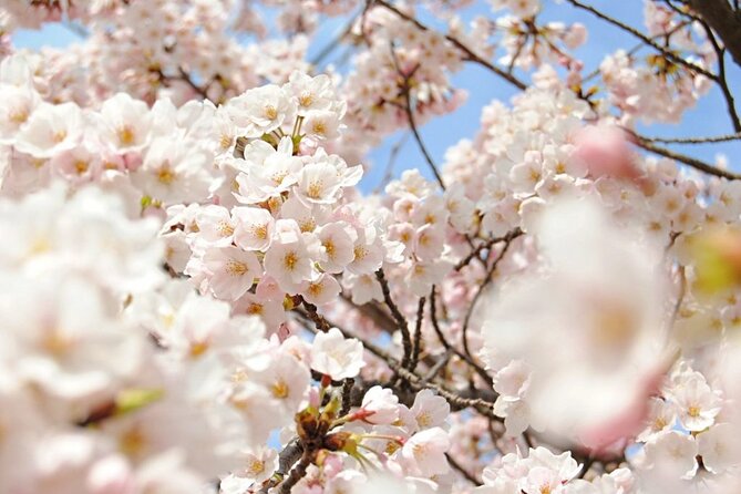 Nagano Spring: 1-Day Cherry Blossoms & Snow Monkeys Guided Tour - Why this Nagano day trip works