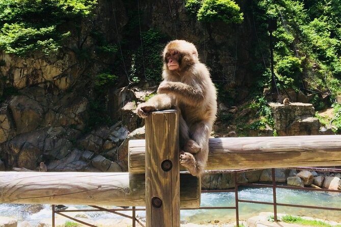 Nagano Spring: 1-Day Cherry Blossoms & Snow Monkeys Guided Tour - Lunch at Enza Cafe or Japanese Dining GOEN