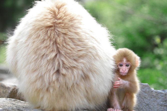 Nagano Spring: 1-Day Cherry Blossoms & Snow Monkeys Guided Tour - Chasing the best cherry blossoms in northern Nagano