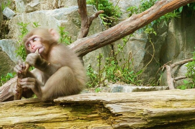 Nagano Spring: 1-Day Cherry Blossoms & Snow Monkeys Guided Tour - The real value of $150.89