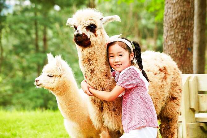 Nami+Alpaca+Garden of Morning Calm (+Rail Bike Option) - Nami Island: ferry, trees and plenty of photo stops
