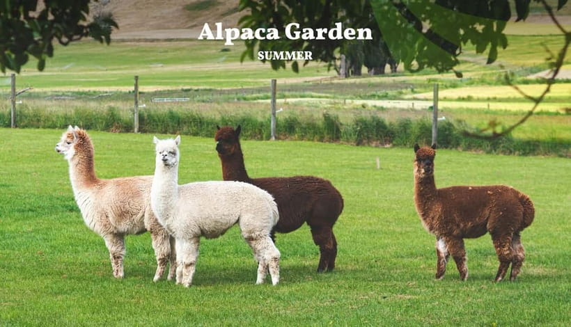 Nami Island, Railbike & Alpaca Garden Day Trip from Seoul - Key points at a glance