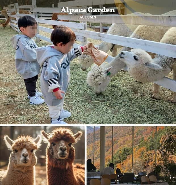 Nami Island, Railbike & Alpaca Garden Day Trip from Seoul - Leaving Seoul for Gangwon Province