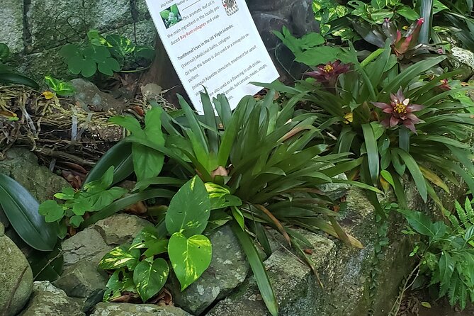 Nature and Sightseeing at Phantasea Tropical Botanical Garden - A small St. Thomas garden with a clear purpose