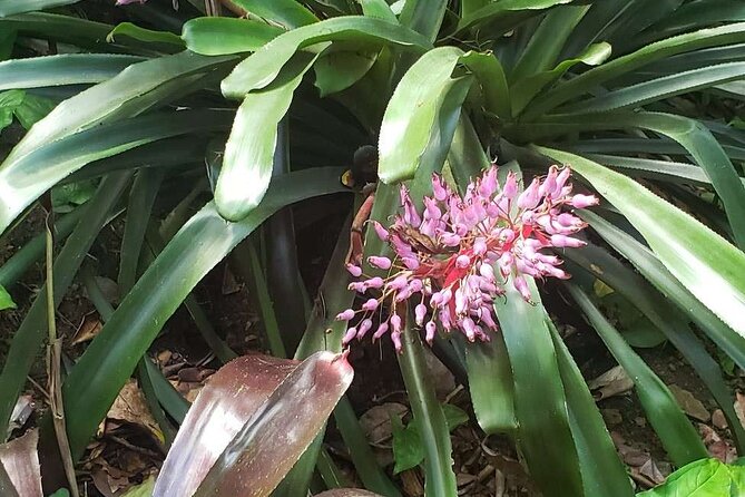 Nature and Sightseeing at Phantasea Tropical Botanical Garden - Is $15.80 a good value?