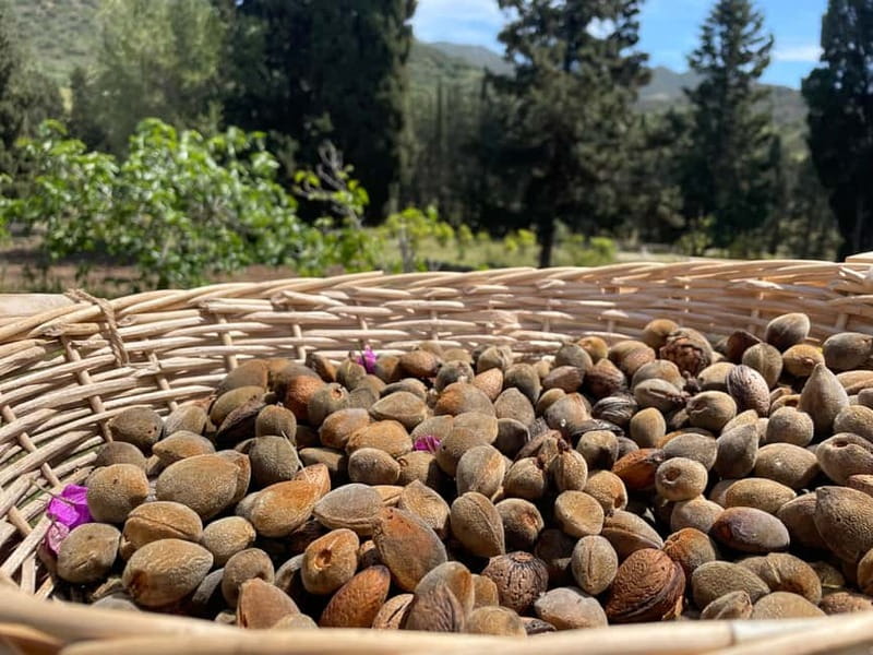 Near Cagliari: Almond Blossom Magic at "In Our Garden" (new) - Key points at a glance