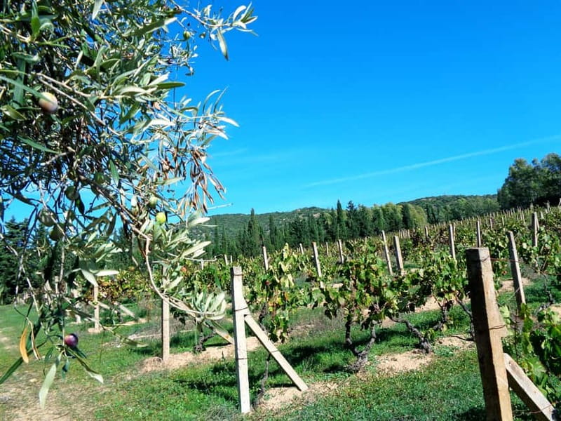 Near Cagliari: The World of Natural Wine at "In Our Garden" - A natural wine visit with a real sense of place