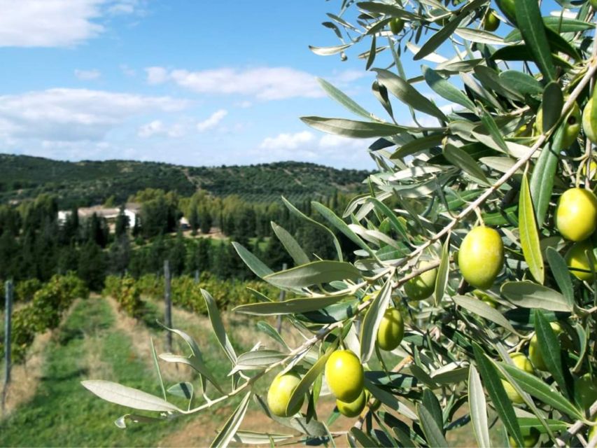 Near Cagliari: The World of Natural Wine at "In Our Garden" - Meeting Claudio and Ramona