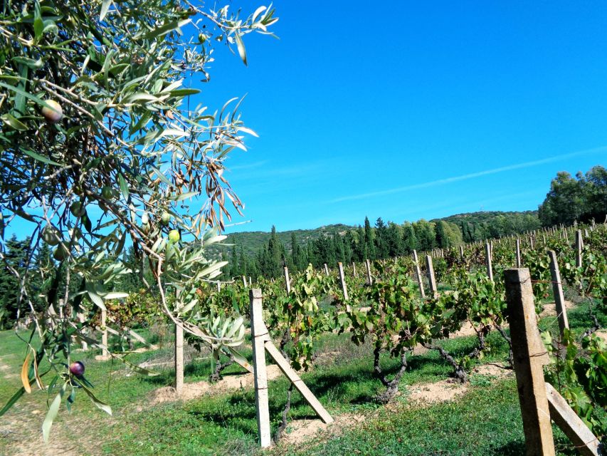 Near Cagliari: The World of Natural Wine at "In Our Garden" - Starting at the farmhouse and following the vines