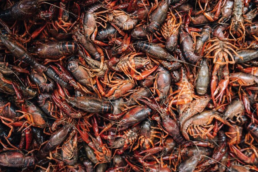 New Orleans' Lower Garden Food Tour - Starting at Turkey and the Wolf