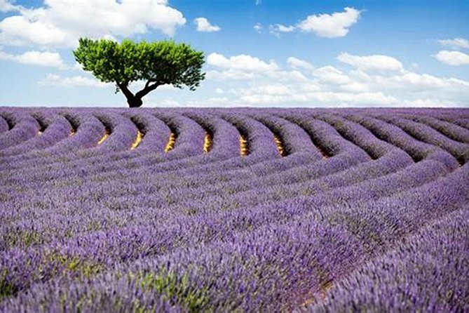 Nice: Gorges of Verdon and Fields of Lavender Tour - Why this Nice day trip is tempting