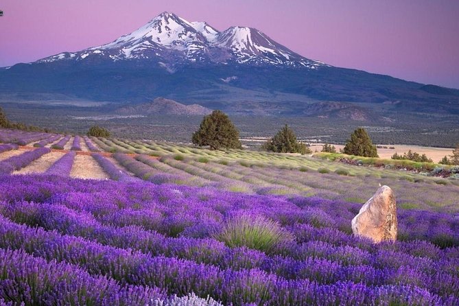 Nice: Gorges of Verdon and Fields of Lavender Tour - The guide can make or break the day