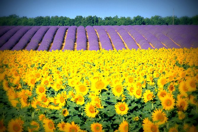 Nice: Gorges of Verdon and Fields of Lavender Tour - What to bring for a more comfortable day