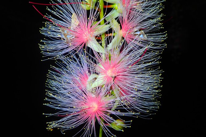 Night Tour in Iriomote: Watch the One-Night Flower “Sagari-bana” - Key points to know before booking