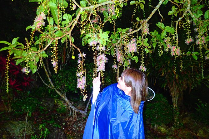 Night Tour in Iriomote: Watch the One-Night Flower “Sagari-bana” - Why sagari-bana is worth seeing at night