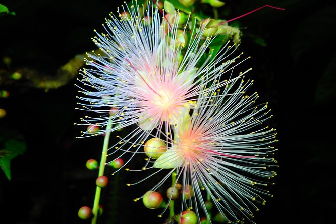 Night Tour in Iriomote: Watch the One-Night Flower “Sagari-bana” - More than flowers: Iriomote after dark