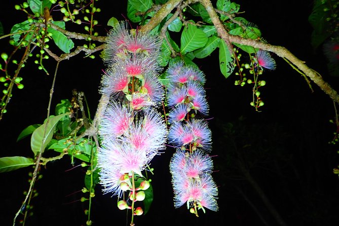 Night Tour in Iriomote: Watch the One-Night Flower “Sagari-bana” - Rain, tides, and the practical side of the outing