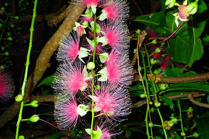 Night Tour in Iriomote: Watch the One-Night Flower “Sagari-bana” - Is the $31.92 price good value?