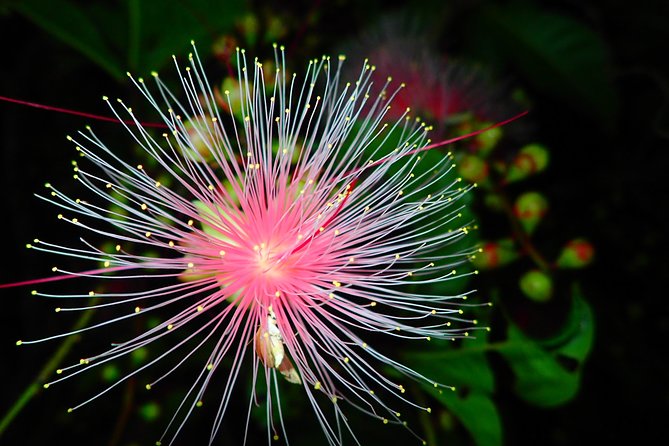Night Tour in Iriomote: Watch the One-Night Flower “Sagari-bana” - How this compares with an early morning viewing