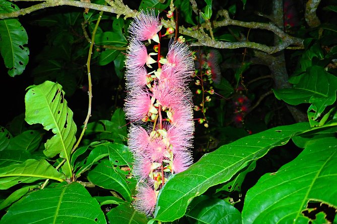 Night Tour in Iriomote: Watch the One-Night Flower “Sagari-bana” - Who will enjoy this tour most