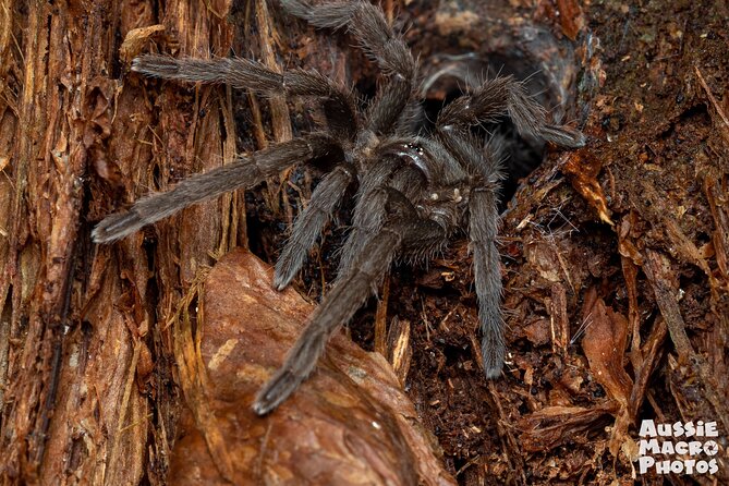 Night Walk in Cairns Botanic Gardens - Let's Go Buggin - Key points to know before you book