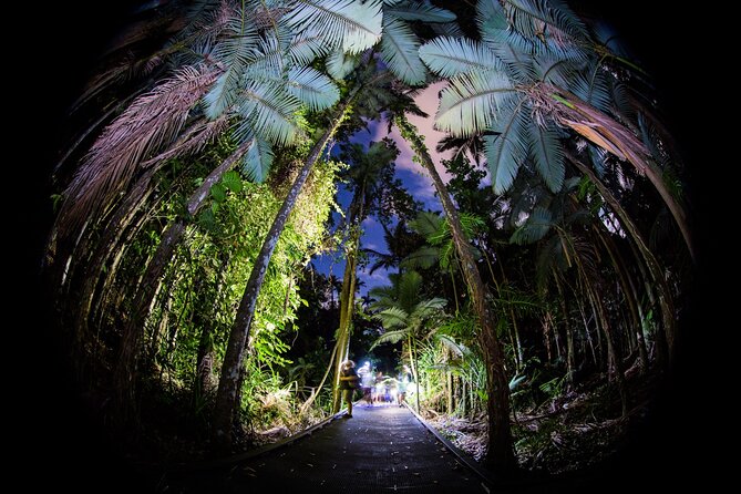 Night Walk in Cairns Botanic Gardens - Let's Go Buggin - Why a night walk changes the Cairns Botanic Gardens