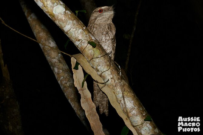 Night Walk in Cairns Botanic Gardens - Let's Go Buggin - Choosing your camera or using your phone