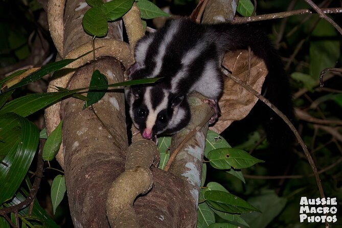 Night Walk in Cairns Botanic Gardens - Let's Go Buggin - What you may find after 7pm
