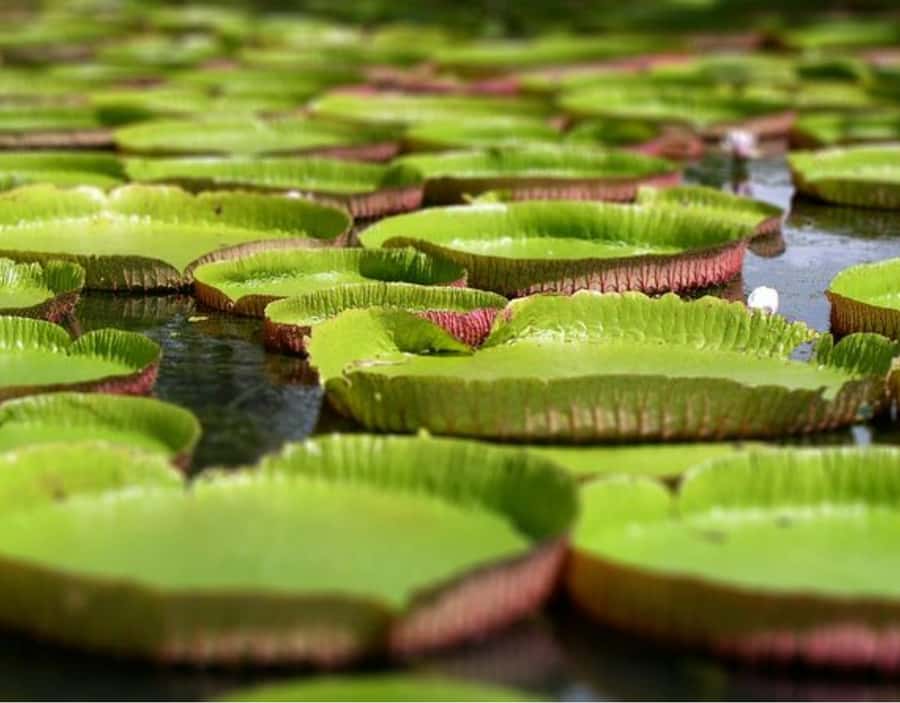 North Day Tour, Botanical Garden, Sugar Museum, Rum Tasting - A full day built around Mauritius’s northern sights
