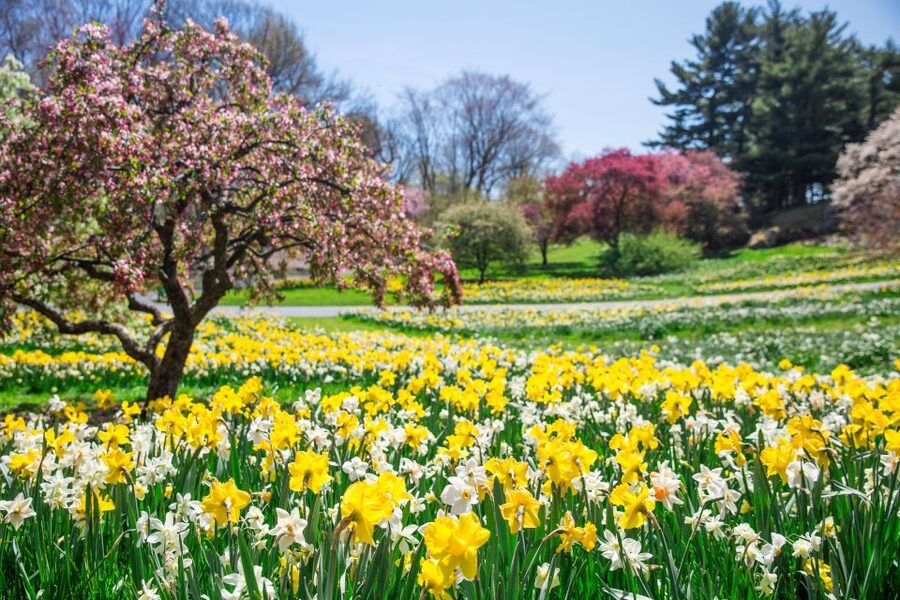 NYC: New York Botanical Garden Pass - Rose gardens, native plants, rocks, and conifers