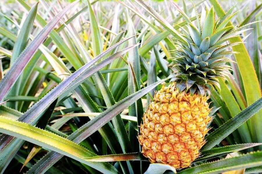 Oahu: Guided Tour of North Shore and Waimea Botanical Garden - Why this nine-hour Oahu tour works well