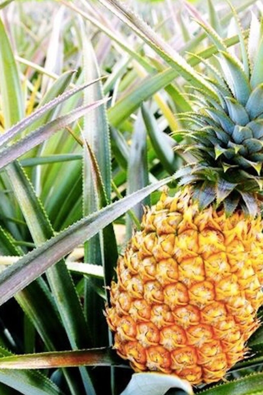 Oahu: Guided Tour of North Shore and Waimea Botanical Garden - Shared or private tour?