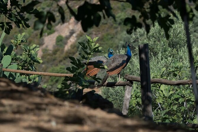Off-Road Safari, Traditional Villages & Botanic Garden Walk - Timing, Price, and Practical Details