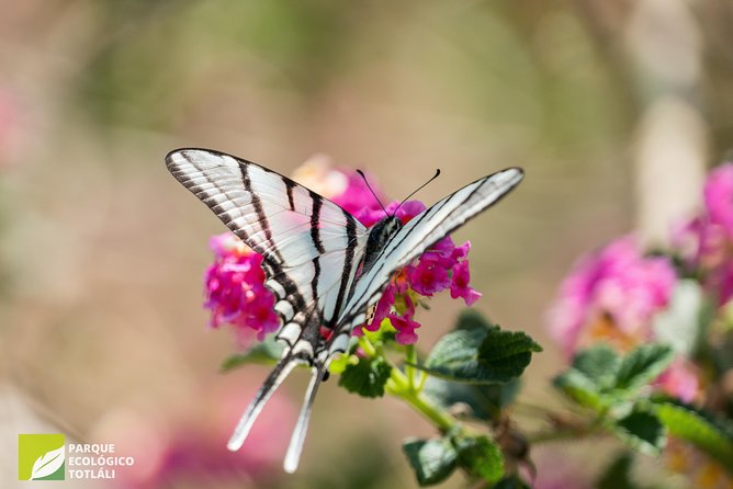 Openwork butterfly garden - The guide’s role in making sense of the garden