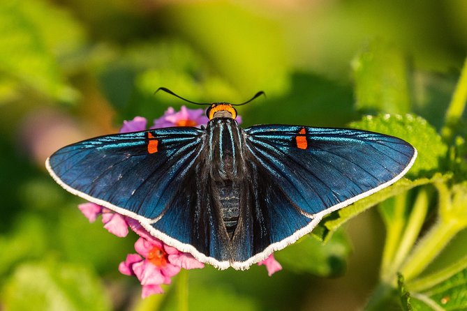 Openwork butterfly garden - The wider ecological park beyond the butterflies