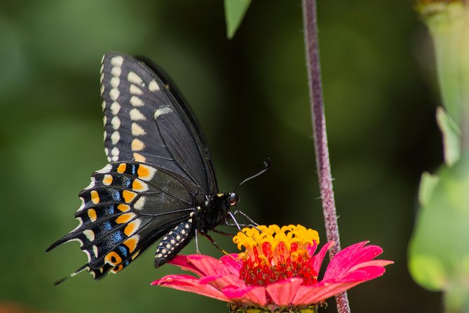 Openwork butterfly garden - Evaluating the value of the private format