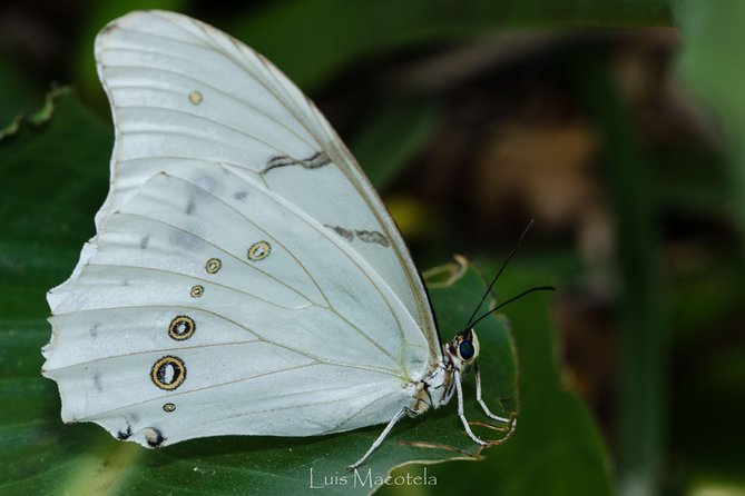 Openwork butterfly garden - Why the open-air design matters