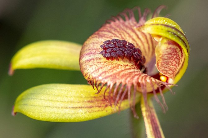 Orchids and Wildflowers Photographic Day tour from Perth - Key points to know before you book