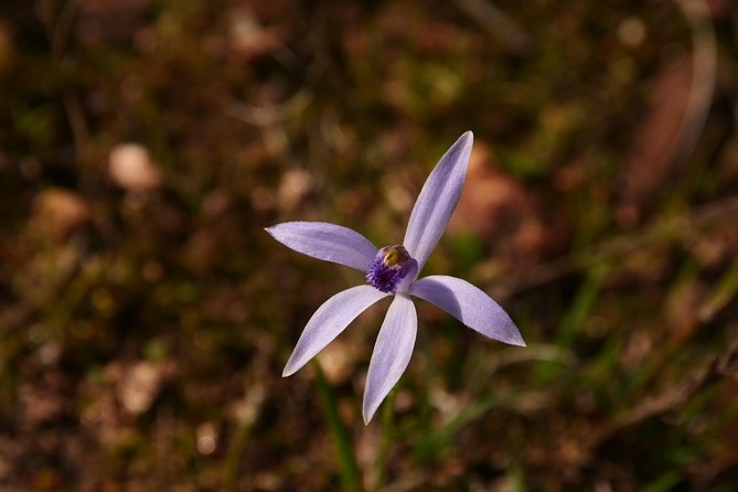 Orchids and Wildflowers Photographic Day tour from Perth - Starting at Midland Station at 9:00 am