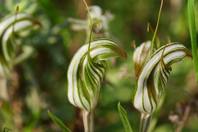 Orchids and Wildflowers Photographic Day tour from Perth - Group size, fitness, and who will enjoy it most